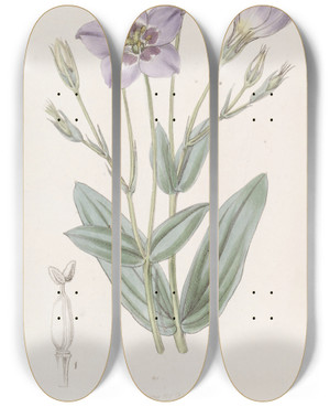 Triptych art skateboard deck of Sydenham Edwards Tall Eustoma by Sydenham Edwards (1768-1819)