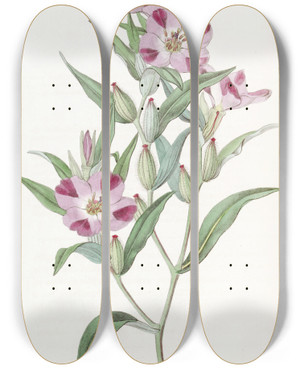 Triptych art skateboard deck of Sydenham Edwards Smart Godetia by Sydenham Edwards (1768-1819)