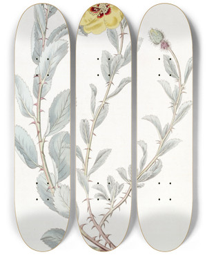 Triptych art skateboard deck of Sydenham Edwards Berberryleaved Lowea by Sydenham Edwards (1768-1819)