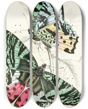 Triptych art skateboard deck of James Duncan Rhipheus Dasycephalus by James Duncan (1806-1881)