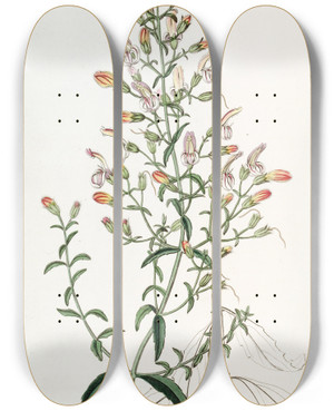 Triptych art skateboard deck of Sydenham Edwards Shortflowered Pentstemon by Sydenham Edwards (1768-1819)