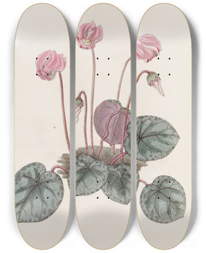 Triptych art skateboard deck of Sydenham Edwards Shore Cyclamen by Sydenham Edwards (1768-1819)