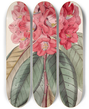 Triptych art skateboard deck of Sydenham Edwards Rhododendron Rollissonii by Sydenham Edwards (1768-1819)