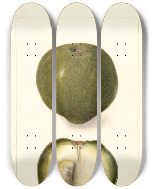 Triptych art skateboard deck of Deborah Griscom Passmore Casimiroa Edulis by Deborah Griscom Passmore (1840-1911)