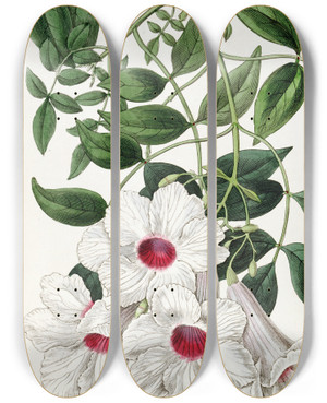 Triptych art skateboard deck of Sydenham Edwards Jasmineleaved Tecoma by Sydenham Edwards (1768-1819)