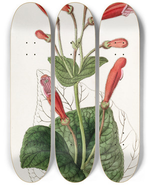 Triptych art skateboard deck of Sydenham Edwards Brickred Gesnera by Sydenham Edwards (1768-1819)