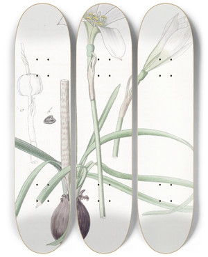 Triptych art skateboard deck of Sydenham Edwards Halfgreen Zephyranthes by Sydenham Edwards (1768-1819)