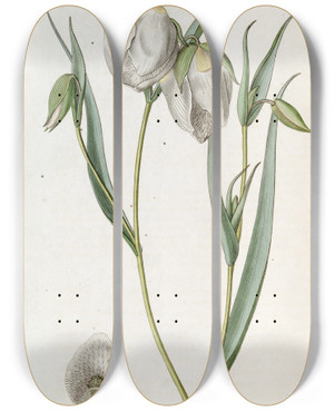 Triptych art skateboard deck of Sydenham Edwards White Cyclobothra by Sydenham Edwards (1768-1819)