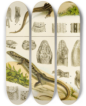 Triptych art skateboard deck of Frederick Mccoy Reptiles Viii by Frederick Mccoy (1817-1899)