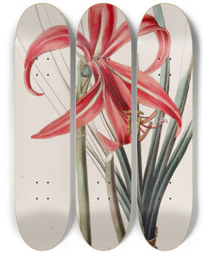 Triptych art skateboard deck of Sydenham Edwards Glaucous Jacobean Lily by Sydenham Edwards (1768-1819)