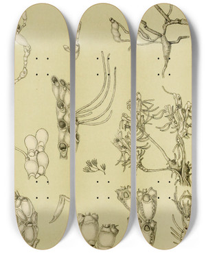 Triptych art skateboard deck of Frederick Mccoy Polyzoa Xi by Frederick Mccoy (1817-1899)