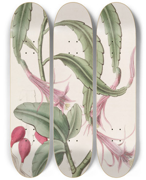 Triptych art skateboard deck of Sydenham Edwards Twoshaped Torchthistle by Sydenham Edwards (1768-1819)