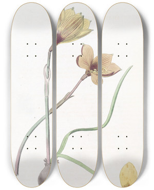 Triptych art skateboard deck of Sydenham Edwards Andersons Habranthus by Sydenham Edwards (1768-1819)