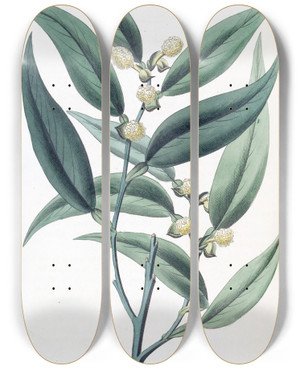 Triptych art skateboard deck of Sydenham Edwards Climbing Pothos by Sydenham Edwards (1768-1819)