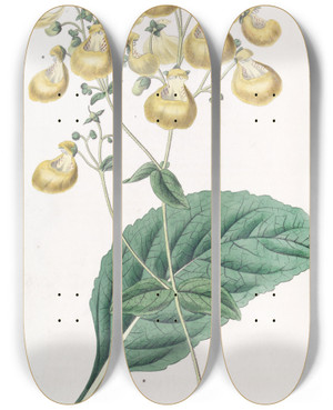 Triptych art skateboard deck of Sydenham Edwards Mr W Herberts Calceolaria by Sydenham Edwards (1768-1819)