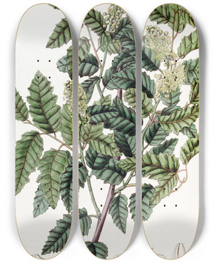 Triptych art skateboard deck of Sydenham Edwards Broadleaved Duvaua by Sydenham Edwards (1768-1819)