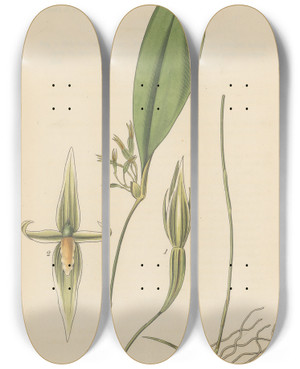 Triptych art skateboard deck of William Jackson Hooker Pleurothallis Ruscifolia by William Jackson Hooker (1785-1865)