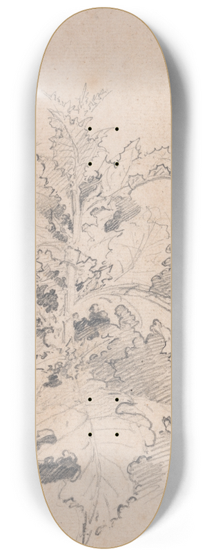 James Ward - Study of a Thistle 8.25 inch art skate deck James Ward - Study of a Thistle 8.25 inch art skate deck