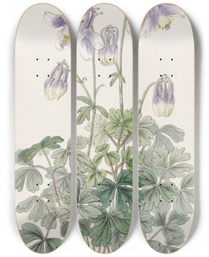 Triptych art skateboard deck of Sydenham Edwards Slenderhorned Columbine by Sydenham Edwards (1768-1819)