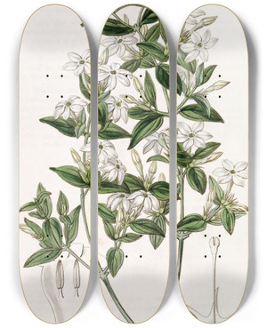 Triptych art skateboard deck of Sydenham Edwards Privetleaved Jasmine by Sydenham Edwards (1768-1819)