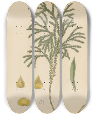 Triptych art skateboard deck of William Jackson Hooker Lycopodium Dendroideum by William Jackson Hooker (1785-1865)