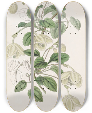 Triptych art skateboard deck of Sydenham Edwards Longstalked Majorca Virgins Bower by Sydenham Edwards (1768-1819)