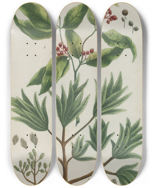 Triptych art skateboard deck of Johann Wilhelm Weinmann Phytanthoza Iconographia Pl048 by Johann Wilhelm Weinmann (1683-1741)