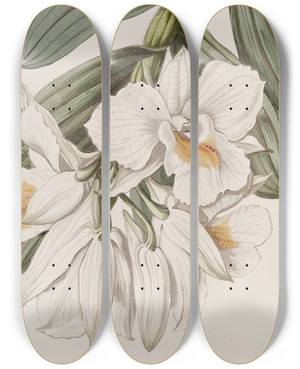 Triptych art skateboard deck of Sydenham Edwards Beautiful Treebloom by Sydenham Edwards (1768-1819)