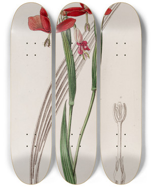 Triptych art skateboard deck of Sydenham Edwards Spotless Stiffstalk by Sydenham Edwards (1768-1819)
