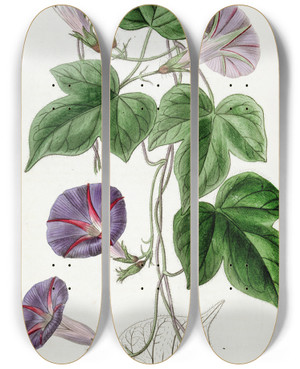 Triptych art skateboard deck of Sydenham Edwards Threelobed Convolvulus Major by Sydenham Edwards (1768-1819)