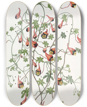 Triptych art skateboard deck of Sydenham Edwards Threecoloured Tropaeolum by Sydenham Edwards (1768-1819)