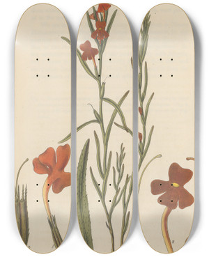 Triptych art skateboard deck of William Jackson Hooker Campuleia Coccinea by William Jackson Hooker (1785-1865)