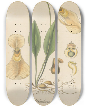 Triptych art skateboard deck of William Jackson Hooker Utricularia Alpina by William Jackson Hooker (1785-1865)