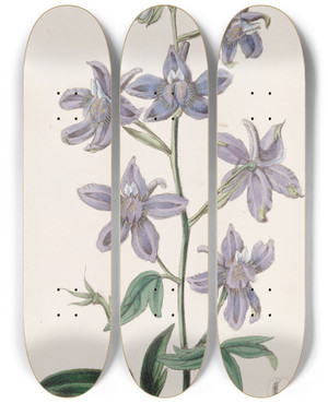 Triptych art skateboard deck of Sydenham Edwards Pretty Larkspur by Sydenham Edwards (1768-1819)