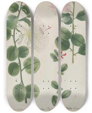 Triptych art skateboard deck of Johann Wilhelm Weinmann Phytanthoza Iconographia Pl026 by Johann Wilhelm Weinmann (1683-1741)