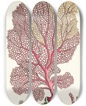 Triptych art skateboard deck of George Shaw The Fan Gorgonia by George Shaw (1751-1813)