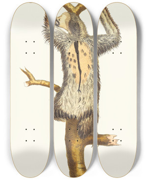 Triptych art skateboard deck of George Shaw Threetoed Sloth by George Shaw (1751-1813)