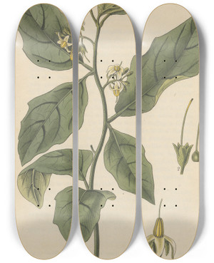 Triptych art skateboard deck of William Jackson Hooker Solanum Anguivi by William Jackson Hooker (1785-1865)