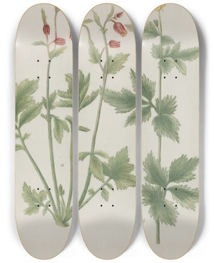 Triptych art skateboard deck of Johann Wilhelm Weinmann Phytanthoza Iconographia Pl045 by Johann Wilhelm Weinmann (1683-1741)