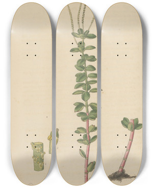 Triptych art skateboard deck of William Jackson Hooker Peperomia Quadrifolium by William Jackson Hooker (1785-1865)