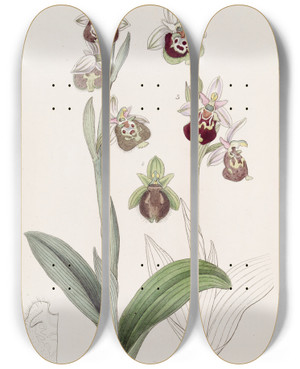 Triptych art skateboard deck of Sydenham Edwards Paintedlipped Ophrys by Sydenham Edwards (1768-1819)