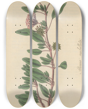 Triptych art skateboard deck of William Jackson Hooker Arbronia Umbellata by William Jackson Hooker (1785-1865)