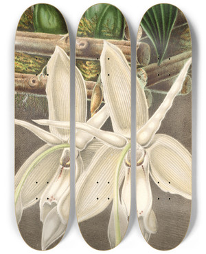 Triptych art skateboard deck of Charles Antoine Lemaire Stanhopea Eburnea Var Spectabilis by Charles Antoine Lemaire (1800-1871)