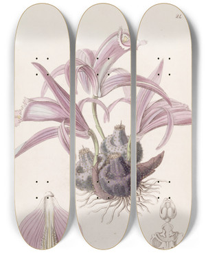 Triptych art skateboard deck of Sydenham Edwards Wallichs Caelogyne by Sydenham Edwards (1768-1819)