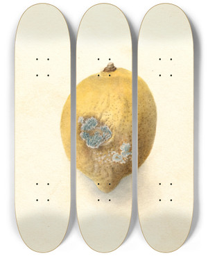 Triptych art skateboard deck of Deborah Griscom Passmore Citrus Limon_1 by Deborah Griscom Passmore (1840-1911)