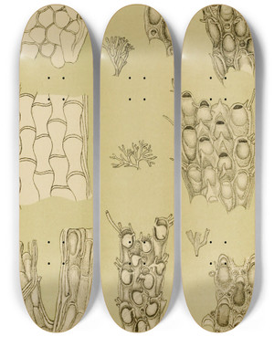 Triptych art skateboard deck of Frederick Mccoy Polyzoa X by Frederick Mccoy (1817-1899)