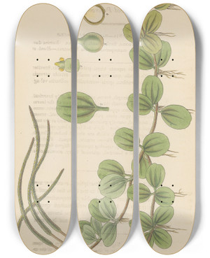 Triptych art skateboard deck of William Jackson Hooker Peperomia Ovalifolis by William Jackson Hooker (1785-1865)
