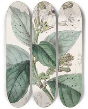 Triptych art skateboard deck of Sydenham Edwards Climbing Henfreya by Sydenham Edwards (1768-1819)