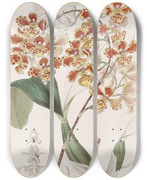 Triptych art skateboard deck of Sydenham Edwards The Frilled Oncid by Sydenham Edwards (1768-1819)