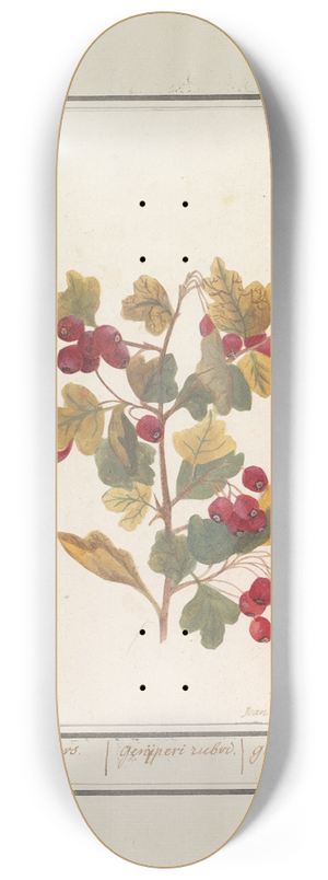 Jan Anton Garemyn - Meidoorn (Crataegus) 8.25 inch art skate deck